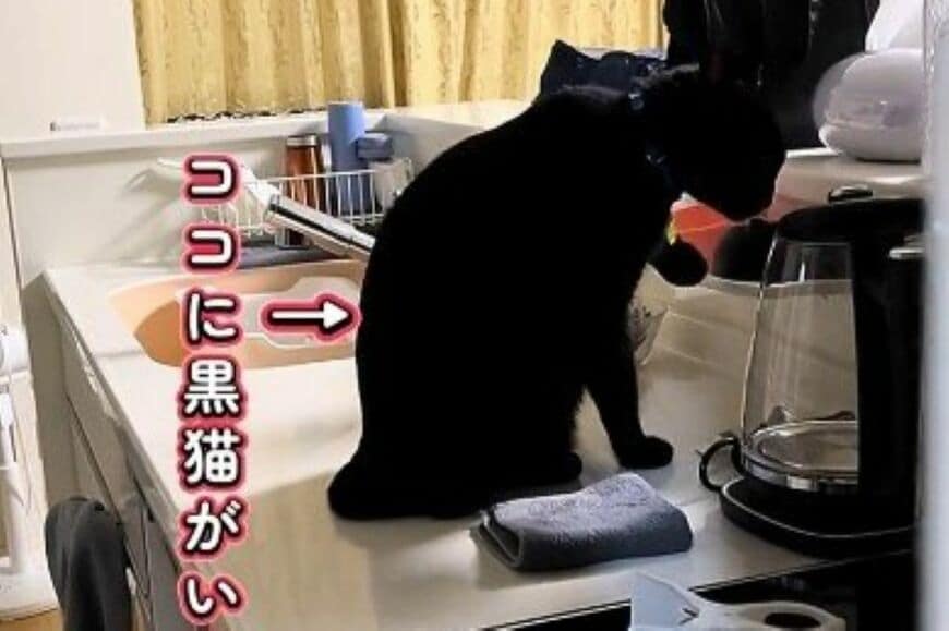 「同居猫4匹のボス猫」がご飯を食べる様子→まさかの行動から目が離せない「昭和の父さんか」