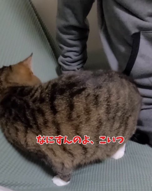 「だめぇ」ソファの場所争いでパパに負けた猫…激おこかと思いきやまさかの反応に「先程の抵抗はなんだったの」の声