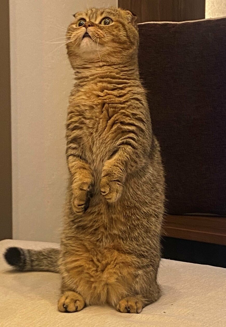 出所：@ponpokopontanu