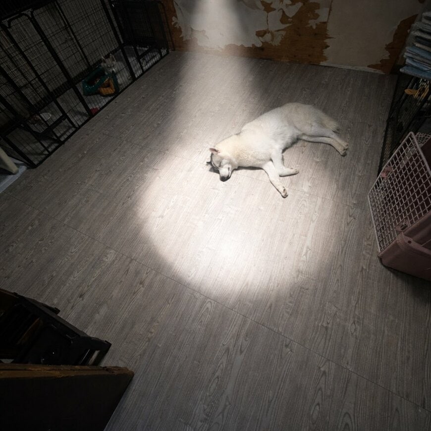 出所：@fukumaru_buna