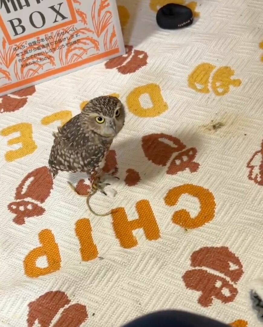 出所：@chimaki_anahori