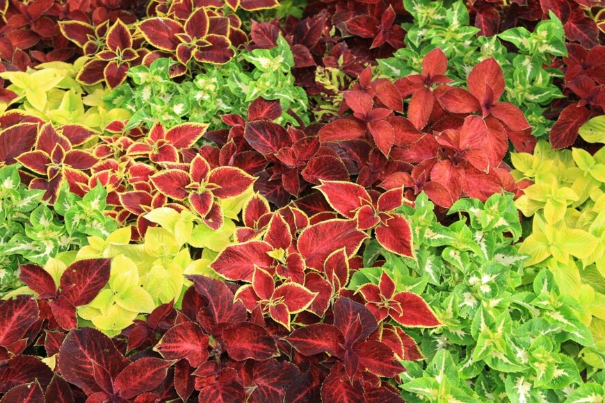 Dave Turner/shutterstock.com