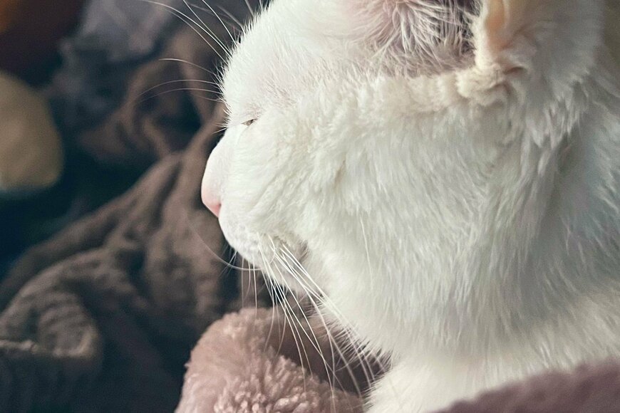 目を覚ますと……「穏やかすぎる表情で佇む猫」美しい写真が話題