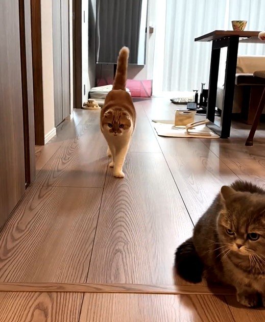 お見送りする猫