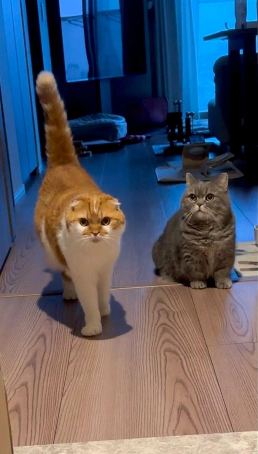 座っている猫と歩いてきた猫