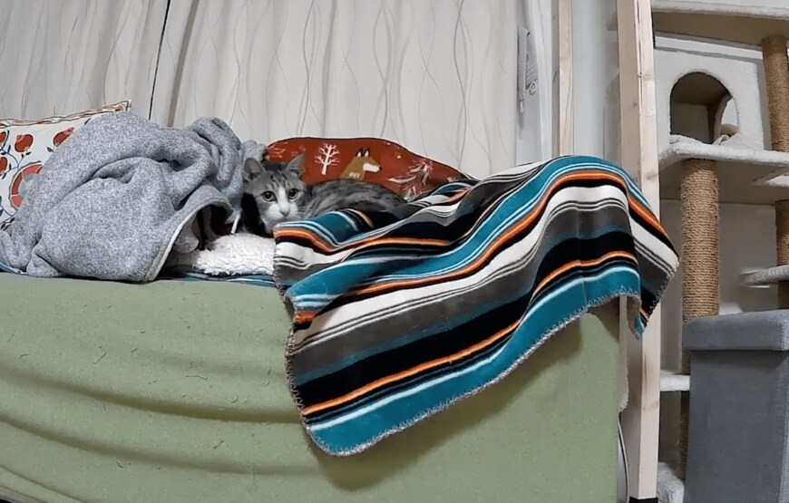 ソファでくつろぐサバシくん