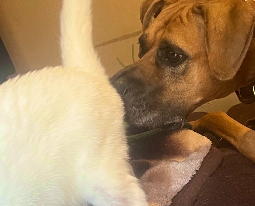 猫のお尻を嗅ぐ犬