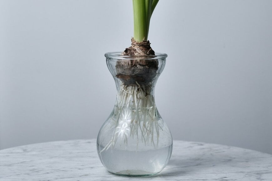 球根の水耕栽培