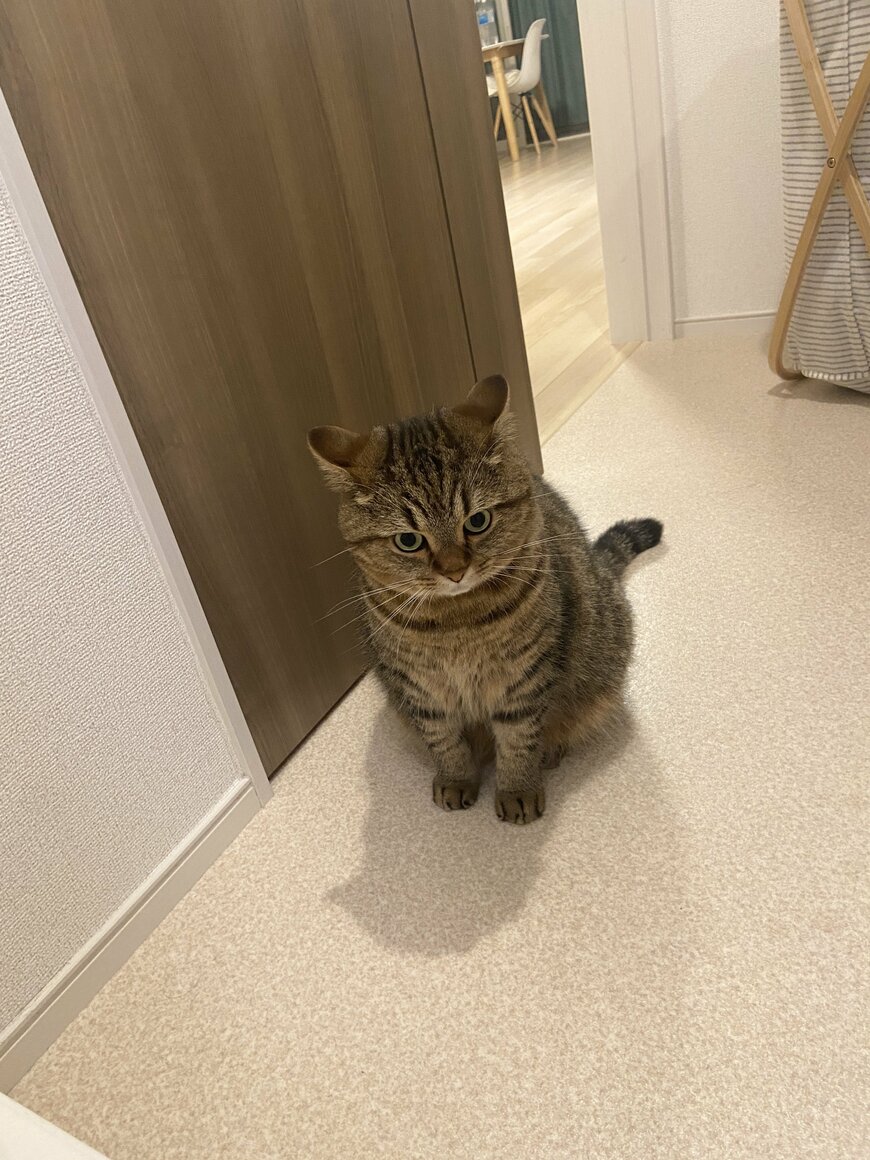 睨むような表情の猫