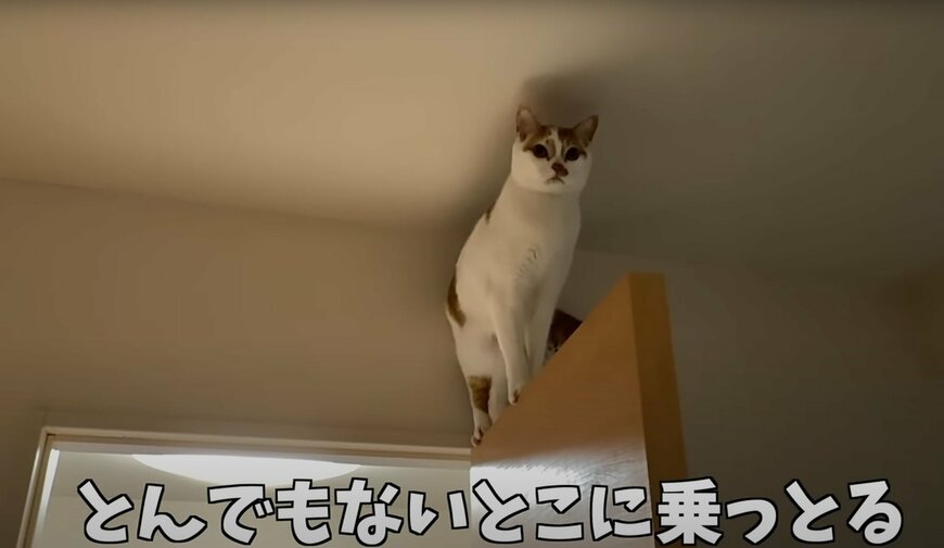 扉の上に君臨する猫
