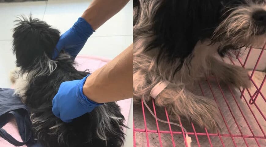 病院で診察と処置を受ける子犬