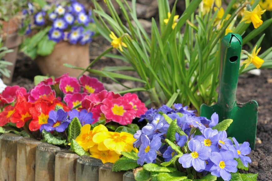 木材で囲われた花壇に植えられている、色とりどりのプリムラの花