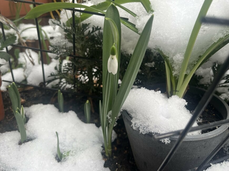 スノードロップ