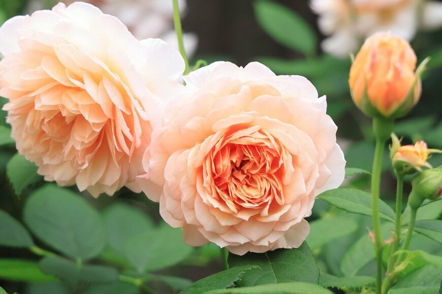 アプリコット・黄色・ピンクが混ざり合う、グレイスの花