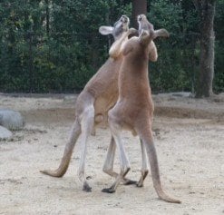 愛媛県立とべ動物園