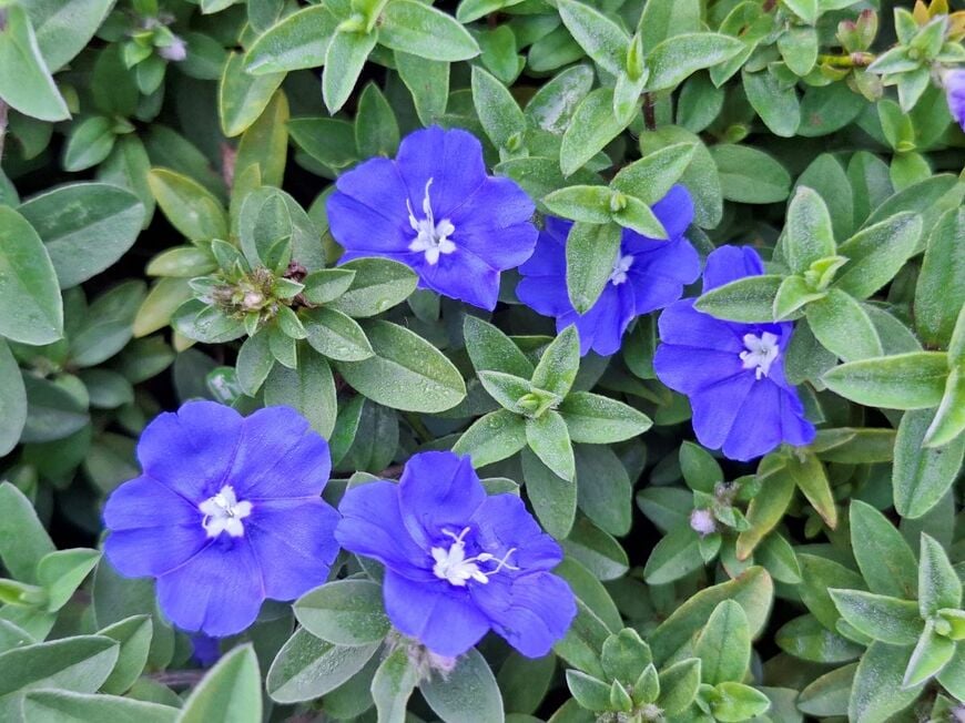 コバルトブルーの花が可憐な「エボルブルス」