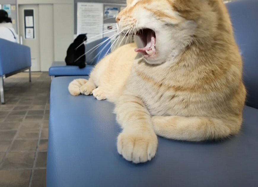 あくびをする猫