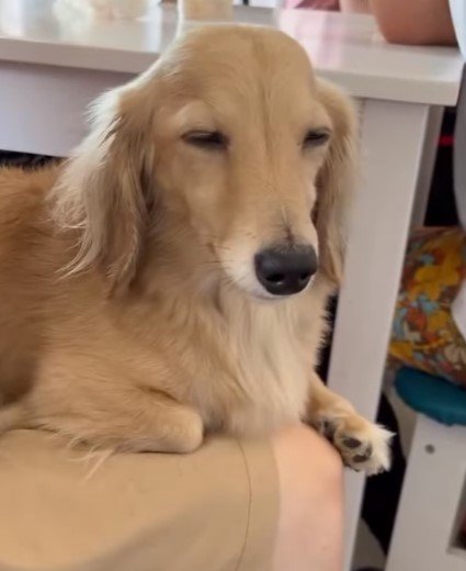 ミニチュアダックスの女の子