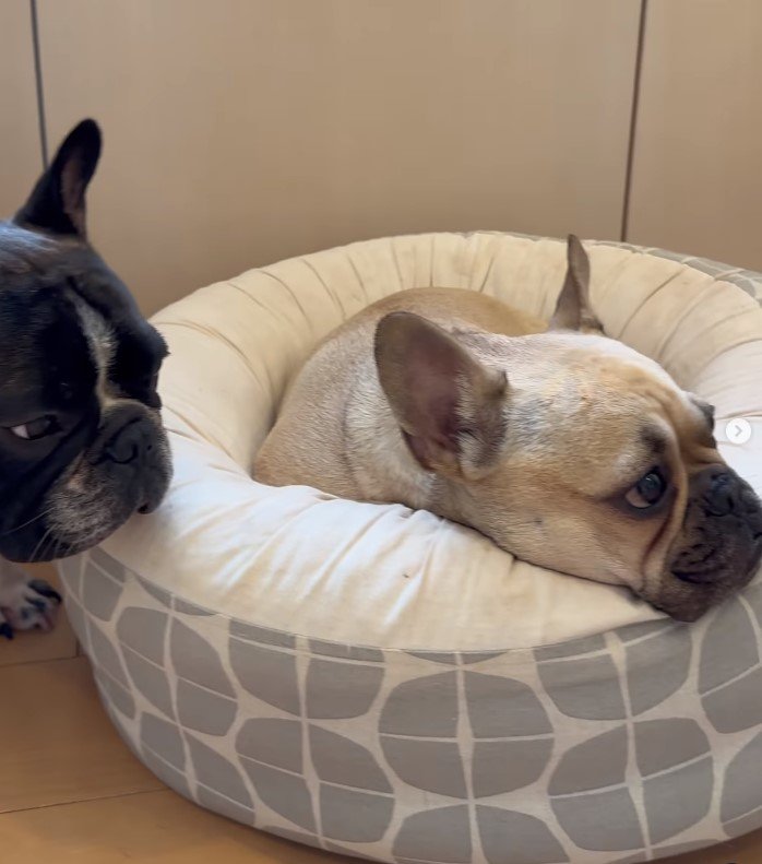 フレンチブルドッグ