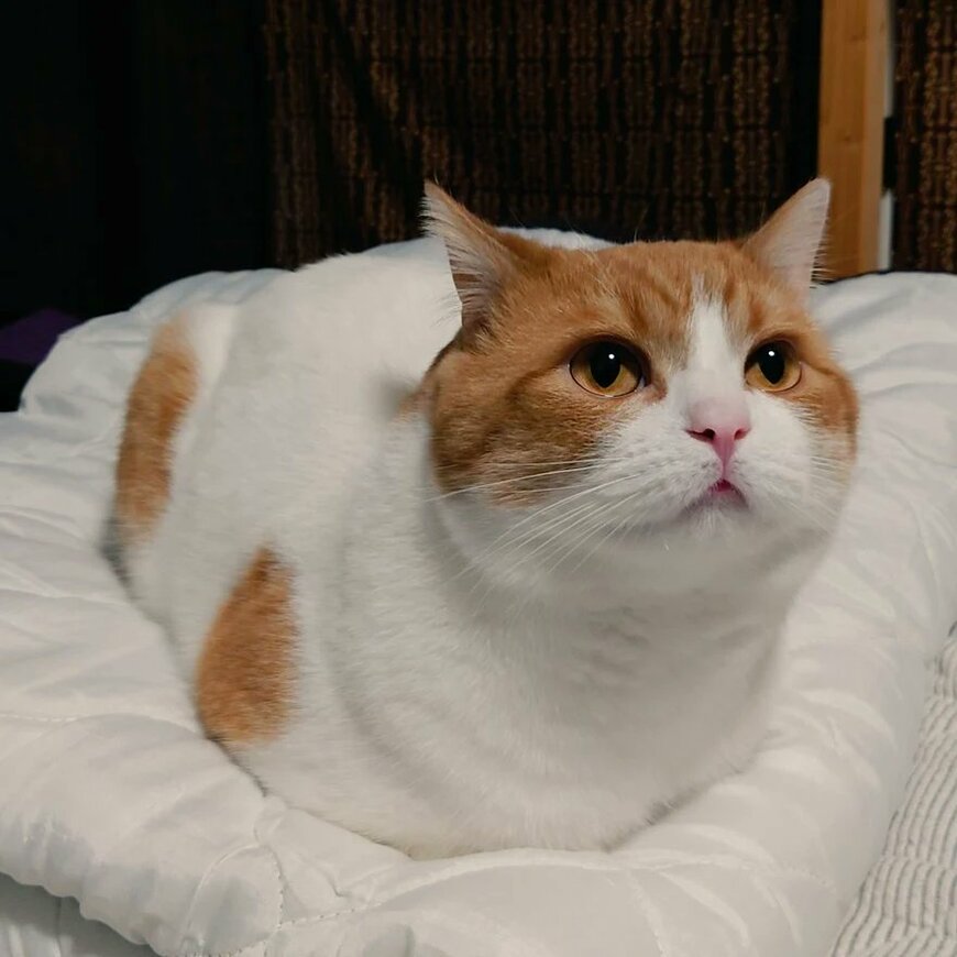 極めたおててないない猫