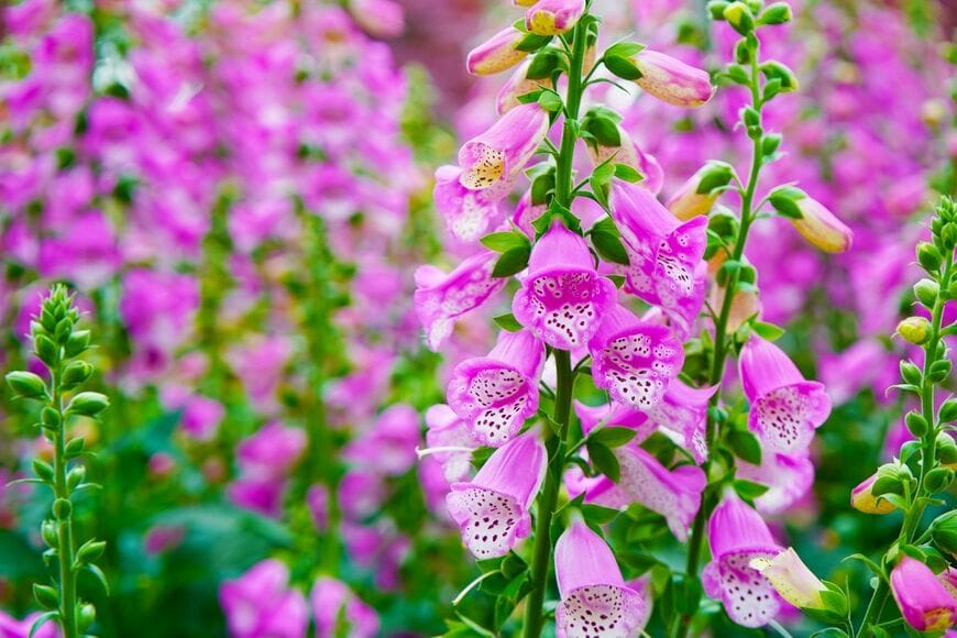 ピンクの花を咲かせているジギタリス