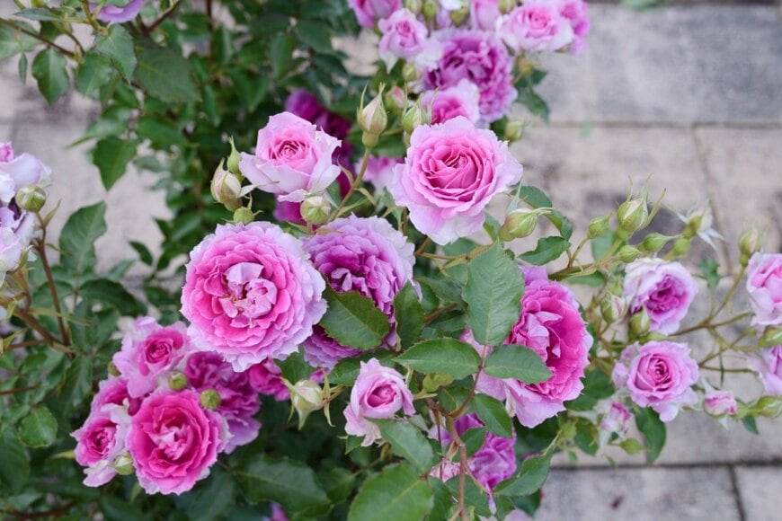 ピンクの花を咲かせている、シェエラザード