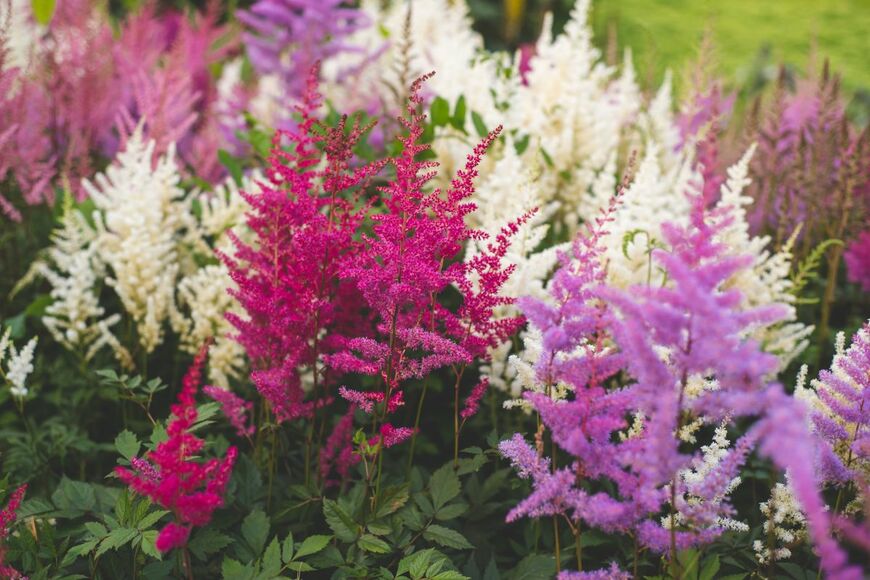 濃いピンク、白、うす紫など色とりどりのアスチルベの花