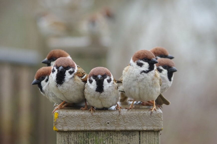 スズメレンジャー参上！