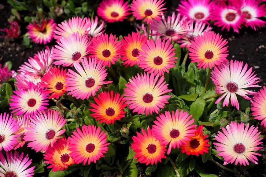 濃いオレンジやピンクの花を咲かせている、リビングストンデージー