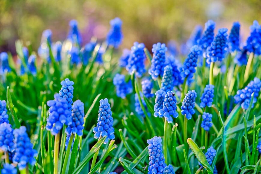 濃い青色のムスカリの花が満開