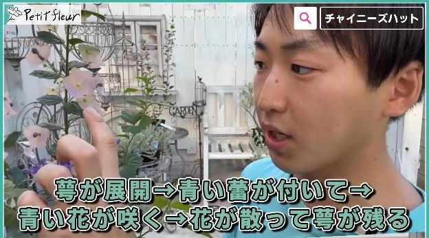 @petit_fleurさんオススメ低木4選画像