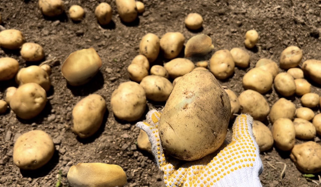 この画像に、寝ている「犬」が3匹います…!? 難解な画像に思わず見入ってしまう