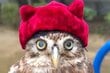 かわいい帽子が「あまりにも似合うフクロウ」　背後から見つめる「生物」との出会いに思わずほっこり