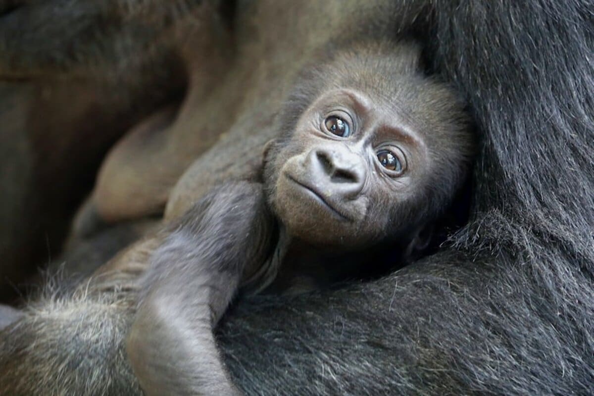 ゴリラのお母さんは なぜお父さんに子育て参加を促すのか 霊長類のインセスト タブー 近親相姦の禁忌 とは 概要 Limo くらしとお金の経済メディア