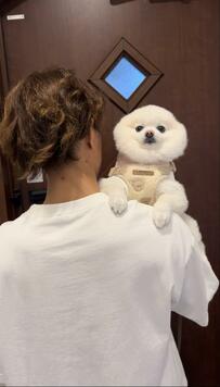 「お耳出したほうがいいよ」犬に助言する飼い主さん　思わず納得の光景が話題