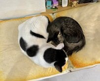寄り添って眠っているだけなのに「ハートの形」に！体を丸めて身を寄せ合う2匹の猫