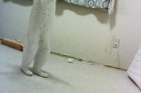 【人間、入ってますか？】猫が見せた「まさかの立ち姿」に思わず二度見　「思ってたより脚長い」