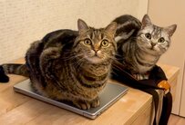 飼い主さんの外出を察した猫2匹　予想外の可愛すぎる行動に1万いいね