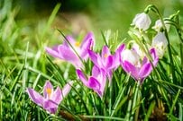 植えっぱなしOK！今が植えどきの《秋植え球根植物＆多年草6選》ローメンテでおしゃれな庭づくり