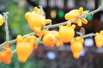 1鉢で秋の玄関が映える！おしゃれ＆ユニークな《実》がつく植物3選でハロウィンらしい雰囲気に