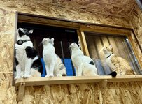 【出動】窓際のニャルソック隊！並んで上を見つめる猫ちゃんたちの視線の先は？　投稿に2.1万いいね