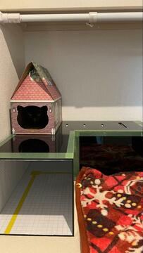 暗闇に溶け込んだ黒猫ちゃん、どこにいる？「かくれんぼのプロ」と褒める声も