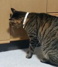 棚にオヤツがあると察し、夢中で開ける猫　バレた！と察した瞬間の行動に笑ってしまう