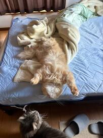 一緒に寝ていた猫の寝相が絶望的！顔を確認したら...まさかの光景に2.7万いいね