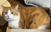 【ほっこり猫】「ほわ〜」とろける表情に癒される！撫でられて至福の時間を過ごす茶白猫が可愛い