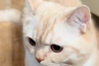 「まさかの場所」からまったく動かない猫ちゃん　飼い主への「尻尾フリフリ」の抵抗がかわいい