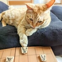 【名人の王手】将棋の駒に手を伸ばす猫ちゃんの姿が話題に！「すばらしい」と絶賛の声