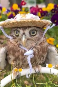 【日曜日の楽しい散策】おニューの麦わら帽子でお出かけするフクロウ…「かわゆ過ぎる」と1.2万回再生され話題