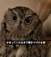 【甘えん坊フクロウ】飼い主さんにかまってほしくて…健気に鳴き続ける姿が愛らしい！