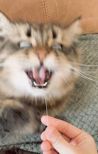 「ヒゲ、落ちてましたよ」と知らせると…猫の衝撃的すぎる表情に2.8万いいね